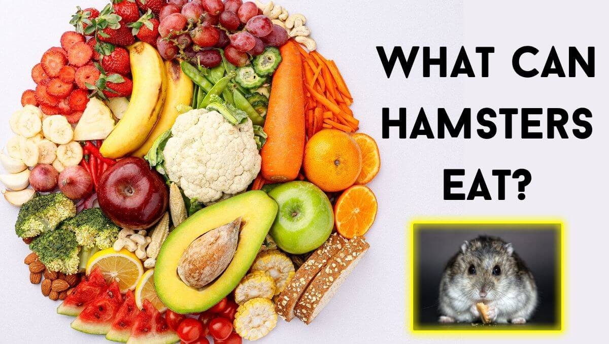 what can hamsters eat?
