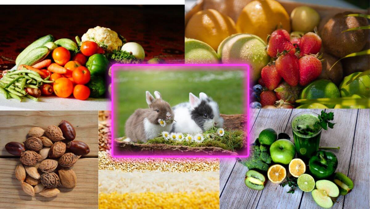 what can rabbits eat?